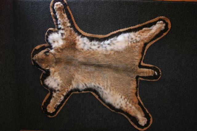 Bobcat Rug Taxidermy